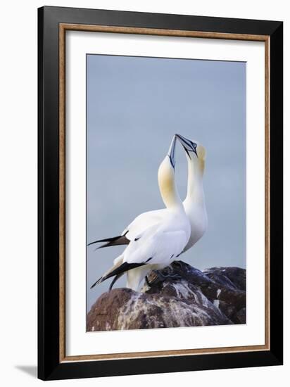 Northern Gannet Pair Crossing Bills as a Greeting-null-Framed Photographic Print