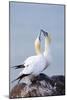 Northern Gannet Pair Crossing Bills as a Greeting-null-Mounted Photographic Print