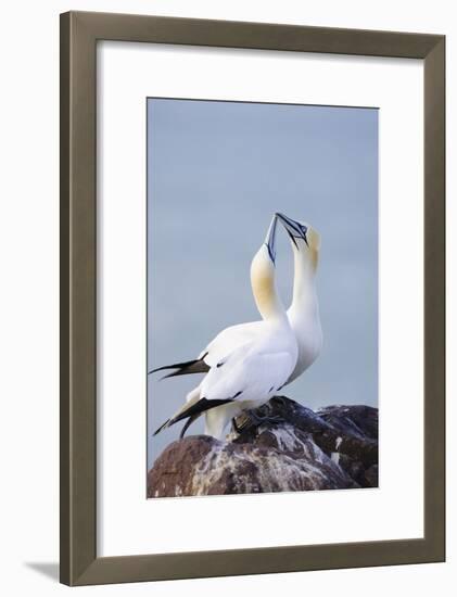 Northern Gannet Pair Crossing Bills as a Greeting-null-Framed Photographic Print