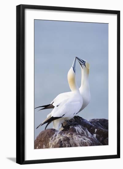 Northern Gannet Pair Crossing Bills as a Greeting-null-Framed Photographic Print