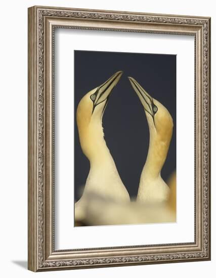 Northern Gannets (Morus Bassanus) Displaying, Saltee Islands, Ireland, May 2008-Green-Framed Photographic Print