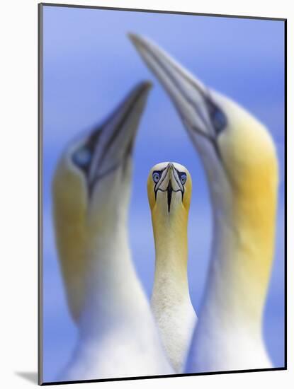 Northern Gannets (Morus - Sula Bassanus) Portrait Of Individual With A Courting Pair In Foreground-Ben Hall-Mounted Photographic Print
