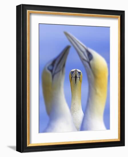 Northern Gannets (Morus - Sula Bassanus) Portrait Of Individual With A Courting Pair In Foreground-Ben Hall-Framed Photographic Print