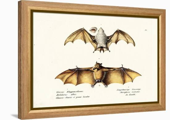 Northern Ghost Bat, 1824-Karl Joseph Brodtmann-Framed Premier Image Canvas
