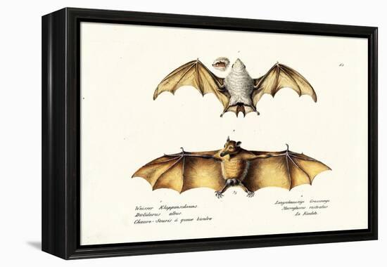 Northern Ghost Bat, 1824-Karl Joseph Brodtmann-Framed Premier Image Canvas