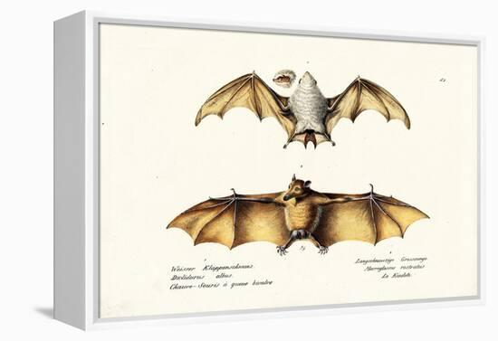 Northern Ghost Bat, 1824-Karl Joseph Brodtmann-Framed Premier Image Canvas