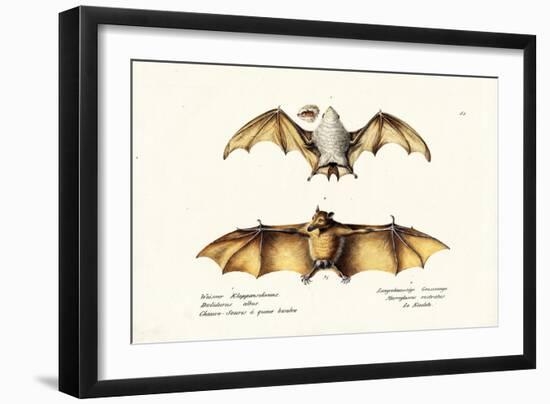 Northern Ghost Bat, 1824-Karl Joseph Brodtmann-Framed Giclee Print