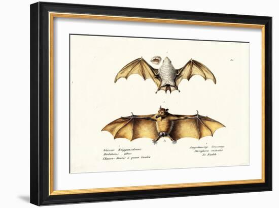 Northern Ghost Bat, 1824-Karl Joseph Brodtmann-Framed Giclee Print