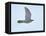 Northern Goshawk (Accipiter Gentilis) Flying, Helsinki Finland, December-Markus Varesvuo-Framed Premier Image Canvas