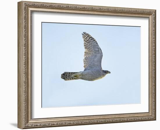 Northern Goshawk (Accipiter Gentilis) Flying, Helsinki Finland, December-Markus Varesvuo-Framed Photographic Print