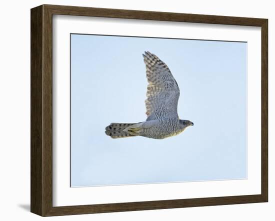 Northern Goshawk (Accipiter Gentilis) Flying, Helsinki Finland, December-Markus Varesvuo-Framed Photographic Print