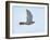 Northern Goshawk (Accipiter Gentilis) Flying, Helsinki Finland, December-Markus Varesvuo-Framed Photographic Print