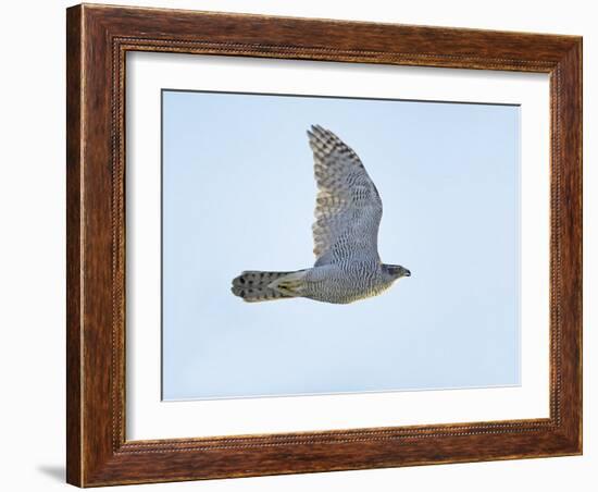 Northern Goshawk (Accipiter Gentilis) Flying, Helsinki Finland, December-Markus Varesvuo-Framed Photographic Print