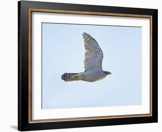 Northern Goshawk (Accipiter Gentilis) Flying, Helsinki Finland, December-Markus Varesvuo-Framed Photographic Print