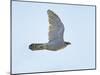 Northern Goshawk (Accipiter Gentilis) Flying, Helsinki Finland, December-Markus Varesvuo-Mounted Photographic Print