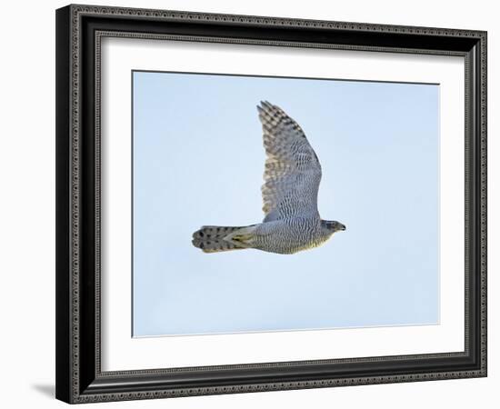 Northern Goshawk (Accipiter Gentilis) Flying, Helsinki Finland, December-Markus Varesvuo-Framed Photographic Print