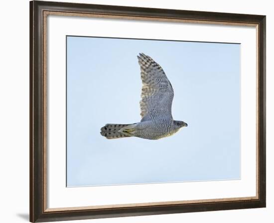 Northern Goshawk (Accipiter Gentilis) Flying, Helsinki Finland, December-Markus Varesvuo-Framed Photographic Print