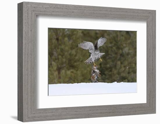 Northern goshawk (Accipiter gentilis) flying with squirrel prey, Finland-Sergey Gorshkov-Framed Photographic Print