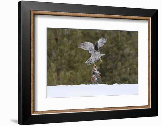 Northern goshawk (Accipiter gentilis) flying with squirrel prey, Finland-Sergey Gorshkov-Framed Photographic Print