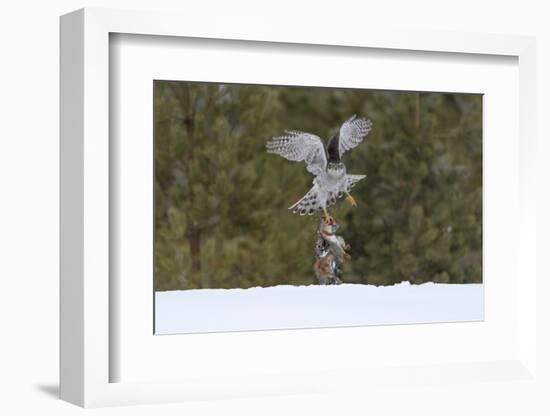 Northern goshawk (Accipiter gentilis) flying with squirrel prey, Finland-Sergey Gorshkov-Framed Photographic Print