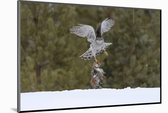 Northern goshawk (Accipiter gentilis) flying with squirrel prey, Finland-Sergey Gorshkov-Mounted Photographic Print