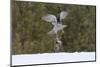 Northern goshawk (Accipiter gentilis) flying with squirrel prey, Finland-Sergey Gorshkov-Mounted Photographic Print