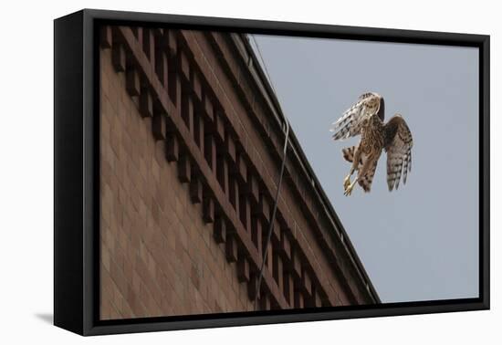 Northern Goshawk (Accipiter Gentilis), Juvenile Taking Flight from Building. Berlin, Germany. July-Sam Hobson-Framed Premier Image Canvas