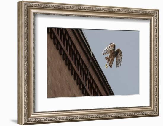 Northern Goshawk (Accipiter Gentilis), Juvenile Taking Flight from Building. Berlin, Germany. July-Sam Hobson-Framed Photographic Print