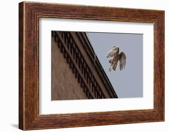 Northern Goshawk (Accipiter Gentilis), Juvenile Taking Flight from Building. Berlin, Germany. July-Sam Hobson-Framed Photographic Print