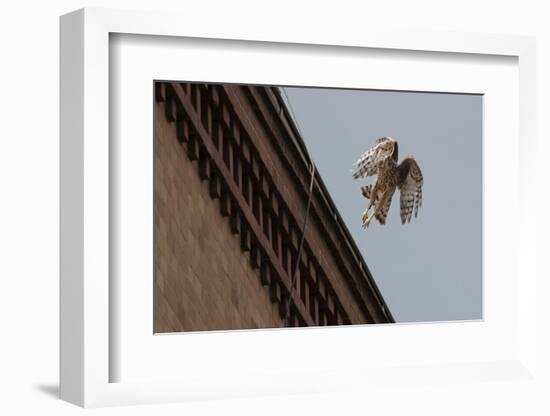 Northern Goshawk (Accipiter Gentilis), Juvenile Taking Flight from Building. Berlin, Germany. July-Sam Hobson-Framed Photographic Print