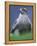 Northern Goshawk, Male Close-Up, Scotland-Pete Cairns-Framed Premier Image Canvas