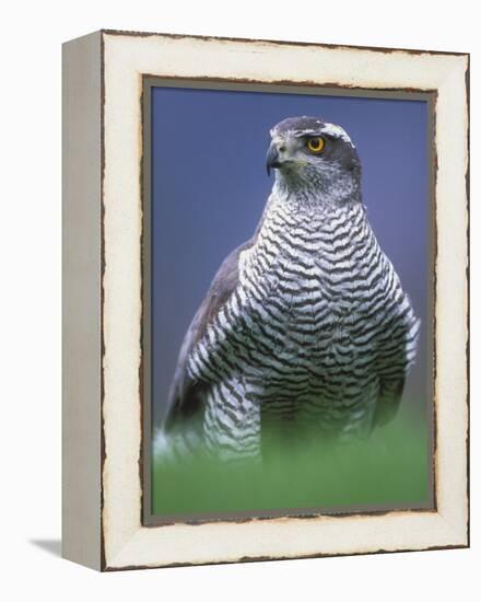 Northern Goshawk, Male Close-Up, Scotland-Pete Cairns-Framed Premier Image Canvas