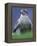 Northern Goshawk, Male Close-Up, Scotland-Pete Cairns-Framed Premier Image Canvas