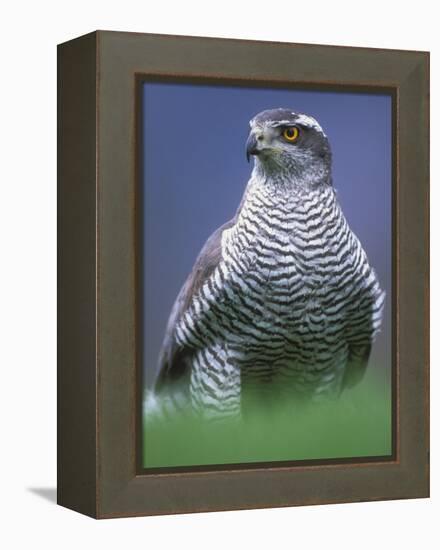 Northern Goshawk, Male Close-Up, Scotland-Pete Cairns-Framed Premier Image Canvas