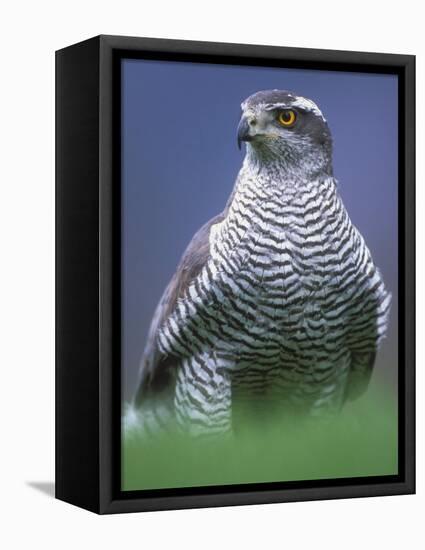 Northern Goshawk, Male Close-Up, Scotland-Pete Cairns-Framed Premier Image Canvas