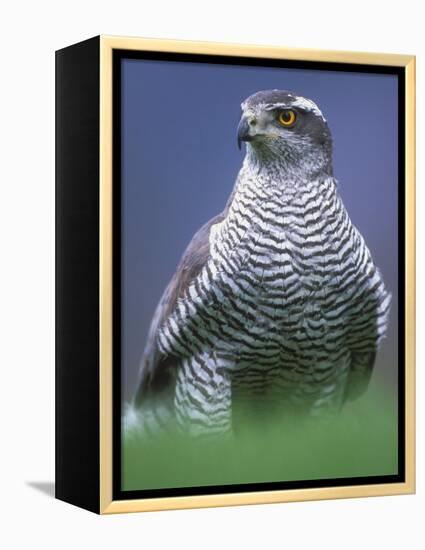 Northern Goshawk, Male Close-Up, Scotland-Pete Cairns-Framed Premier Image Canvas