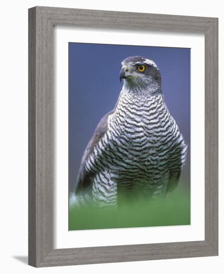 Northern Goshawk, Male Close-Up, Scotland-Pete Cairns-Framed Photographic Print