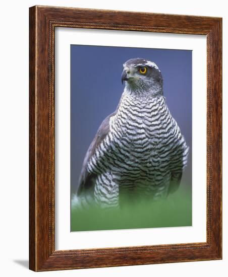 Northern Goshawk, Male Close-Up, Scotland-Pete Cairns-Framed Photographic Print