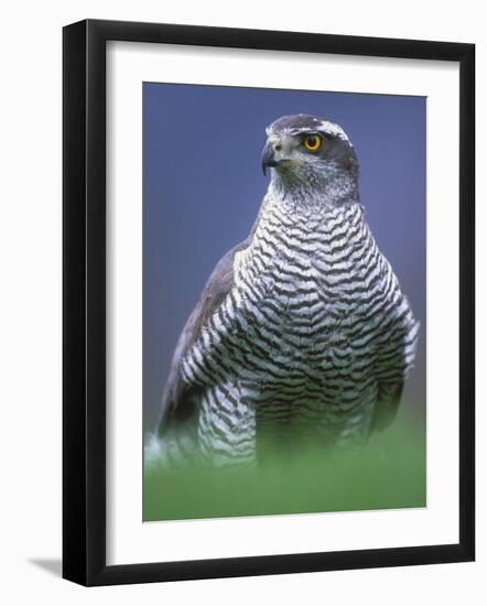 Northern Goshawk, Male Close-Up, Scotland-Pete Cairns-Framed Photographic Print