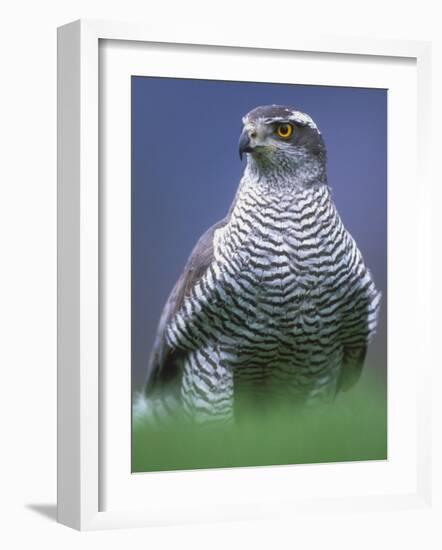 Northern Goshawk, Male Close-Up, Scotland-Pete Cairns-Framed Photographic Print