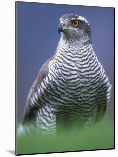 Northern Goshawk, Male Close-Up, Scotland-Pete Cairns-Mounted Photographic Print