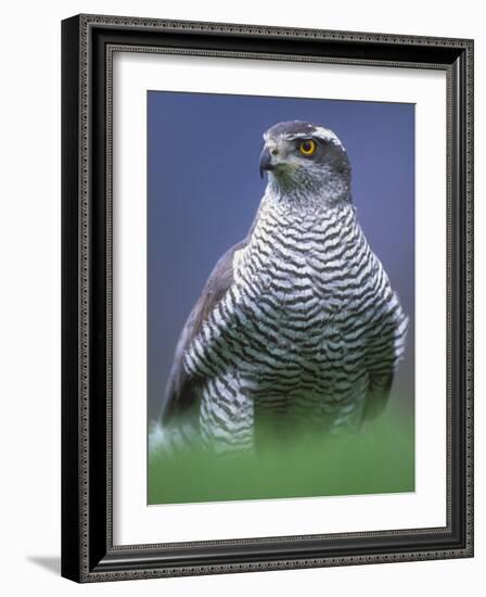 Northern Goshawk, Male Close-Up, Scotland-Pete Cairns-Framed Photographic Print