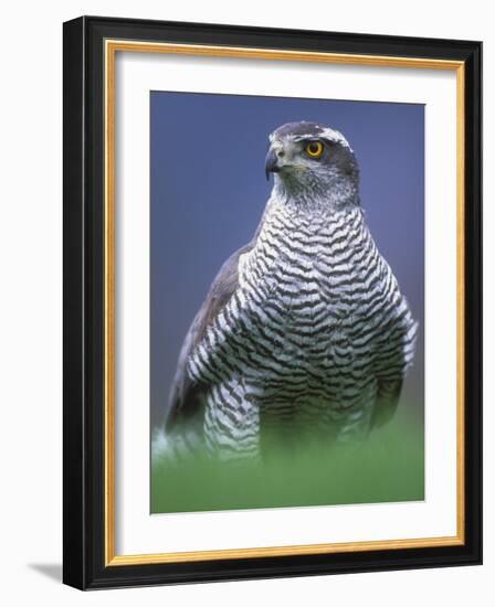 Northern Goshawk, Male Close-Up, Scotland-Pete Cairns-Framed Photographic Print