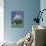 Northern Goshawk, Male Close-Up, Scotland-Pete Cairns-Photographic Print displayed on a wall