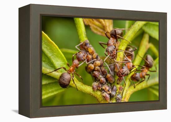 Northern hairy wood ant workers 'milking' aphids for honeydew-Alex Hyde-Framed Premier Image Canvas