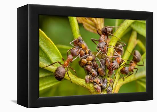 Northern hairy wood ant workers 'milking' aphids for honeydew-Alex Hyde-Framed Premier Image Canvas