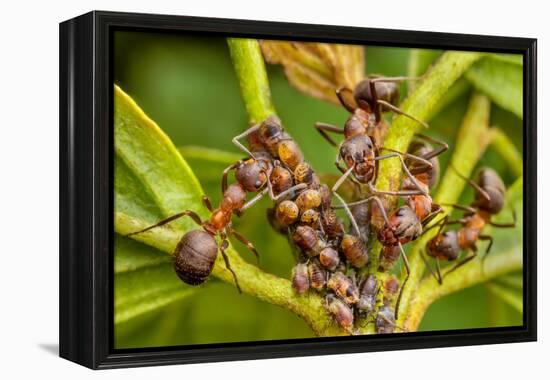 Northern hairy wood ant workers 'milking' aphids for honeydew-Alex Hyde-Framed Premier Image Canvas