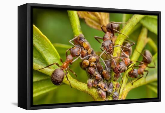 Northern hairy wood ant workers 'milking' aphids for honeydew-Alex Hyde-Framed Premier Image Canvas