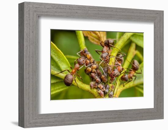 Northern hairy wood ant workers 'milking' aphids for honeydew-Alex Hyde-Framed Photographic Print