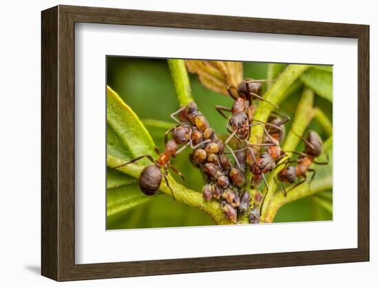 Northern hairy wood ant workers 'milking' aphids for honeydew-Alex Hyde-Framed Photographic Print